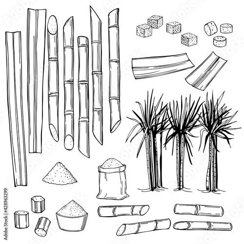 Sugarcane. Vector illustration.