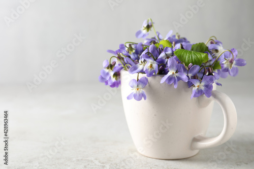 Wallpaper Mural Beautiful wood violets in cup on white table, space for text. Spring flowers Torontodigital.ca