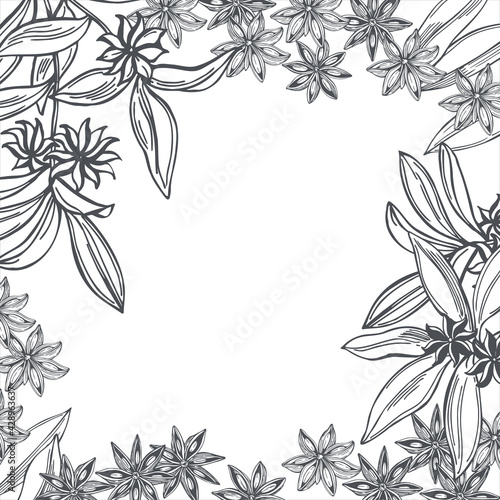 Star anise. Vector background.