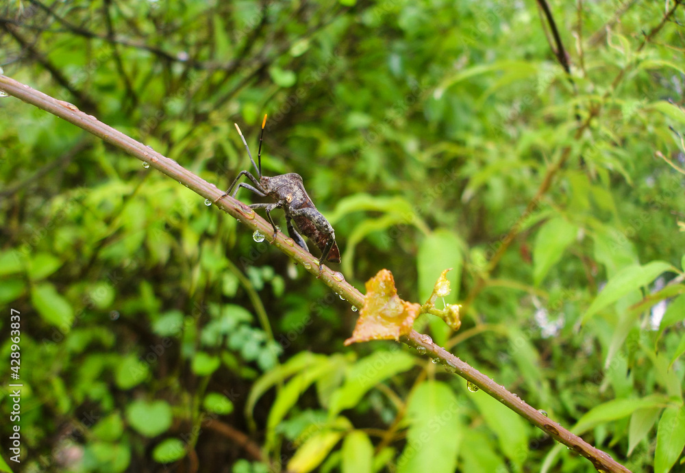 Proxy Punctulatus Black Stink Bug in Branch Proxy Punctulatus Black Stink Bug in Branch
