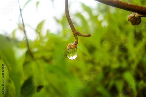 Raindrop hanging on branch.