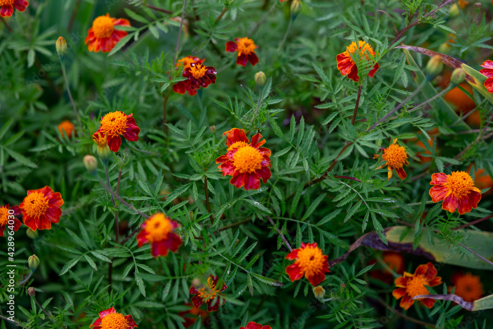 Background of many bushes of blossoming yellow-orange marigolds