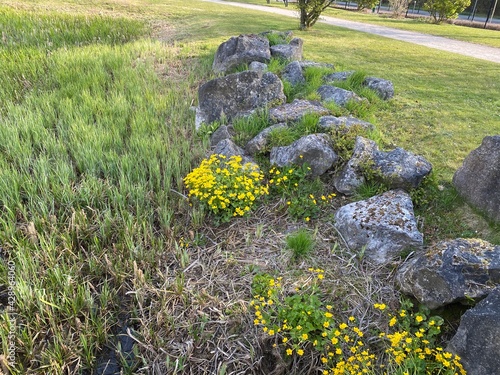 Buttercup ficaria flowers yellow photo