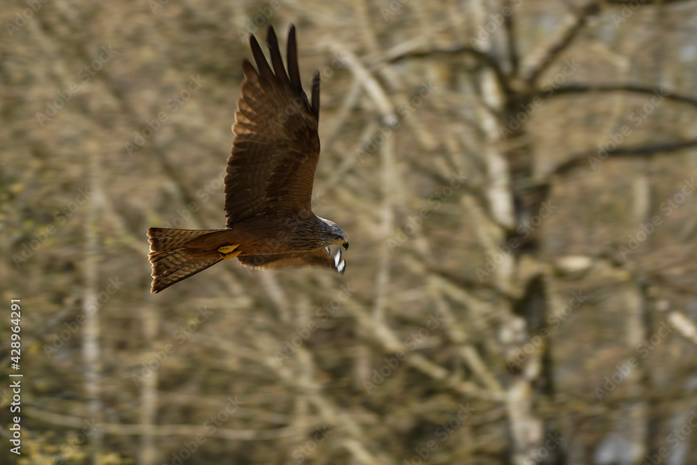 Obraz premium Milan noir