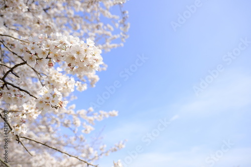 稲取高原の桜 © ziggy
