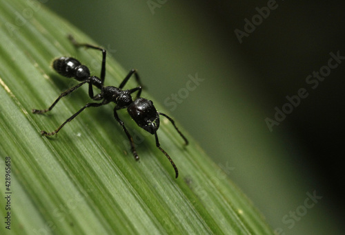 ant on leaf © Haroon