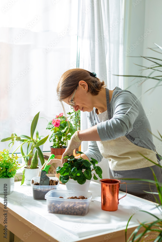 A woman gardener transplants flowers in pots.