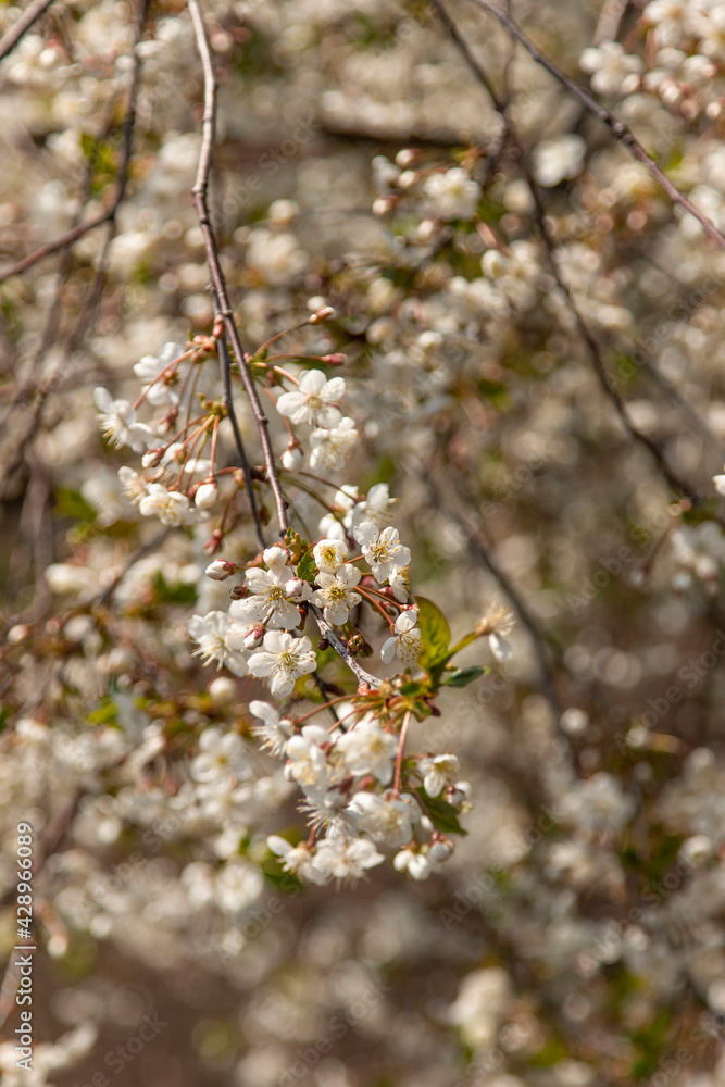 cherry flowers on a tree as a background cherry flowers on a tree as a background