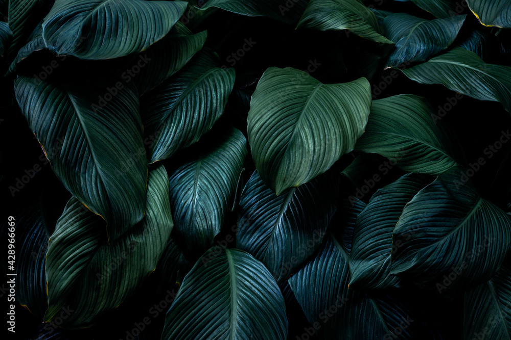 leaves of Spathiphyllum cannifolium, abstract green texture, nature background, tropical leaf