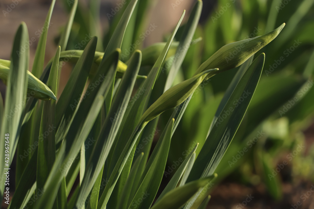 Fototapeta premium Daffodil plants growing in garden, closeup. Spring flowers