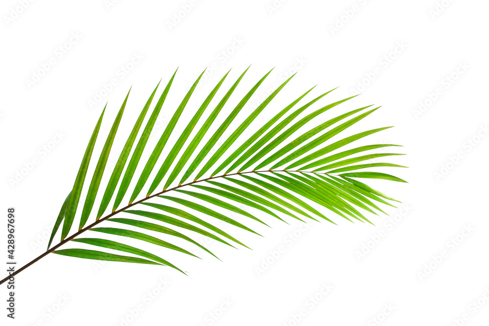 Obraz premium leaves of coconut isolated on white background with clipping path for design elements, tropical leaf, summer background