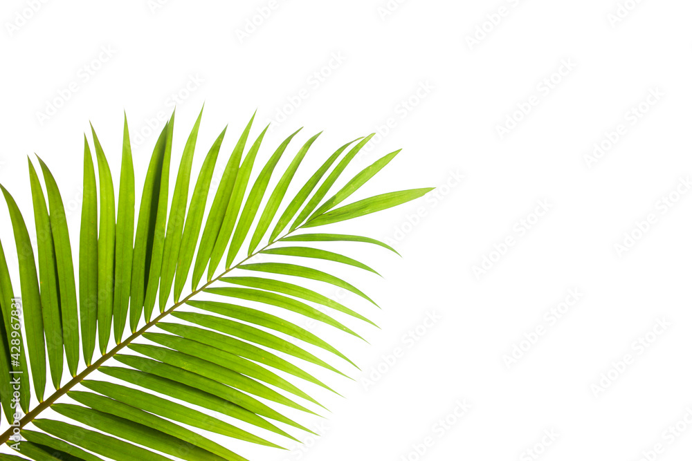 tropical coconut palm leaf isolated on white background, summer background tropical coconut palm leaf isolated on white background, summer background