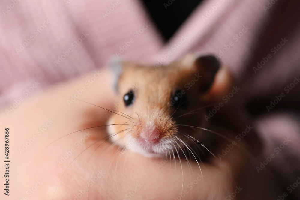 Woman holding cute small hamster, closeup view Woman holding cute small hamster, closeup view
