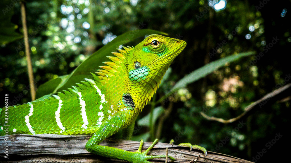 Fototapeta premium Green Lizard