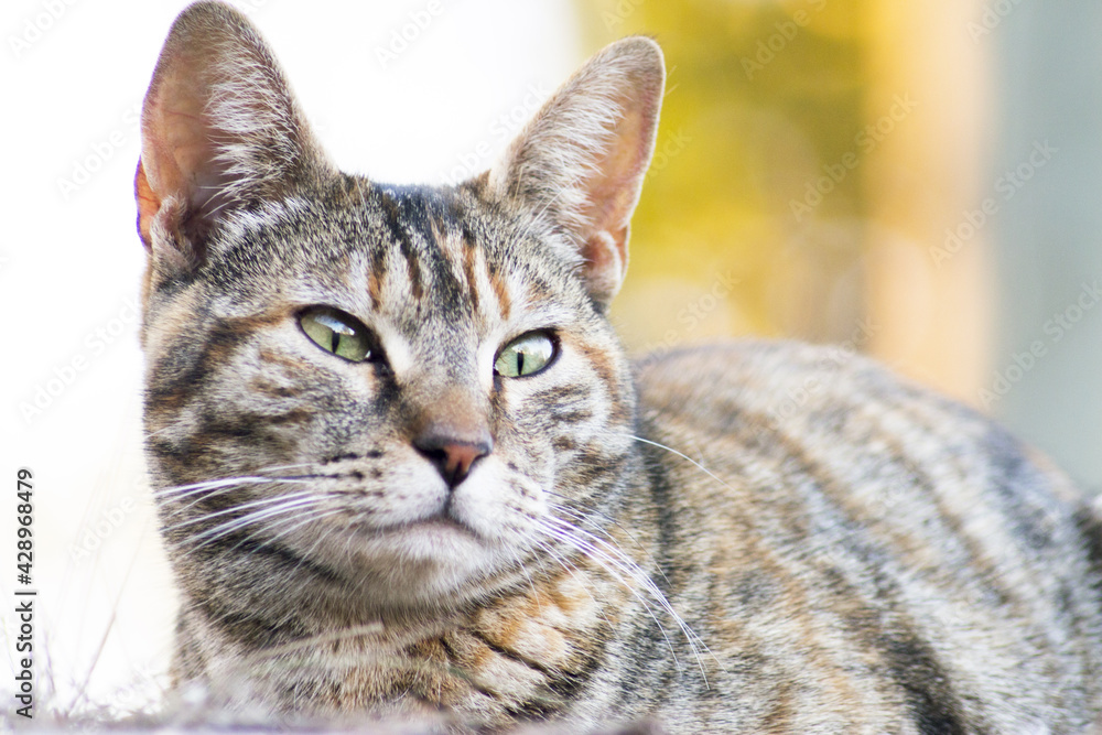 Tabby cat lying in the grass. Squinting Tabby cat lying in the grass. Squinting