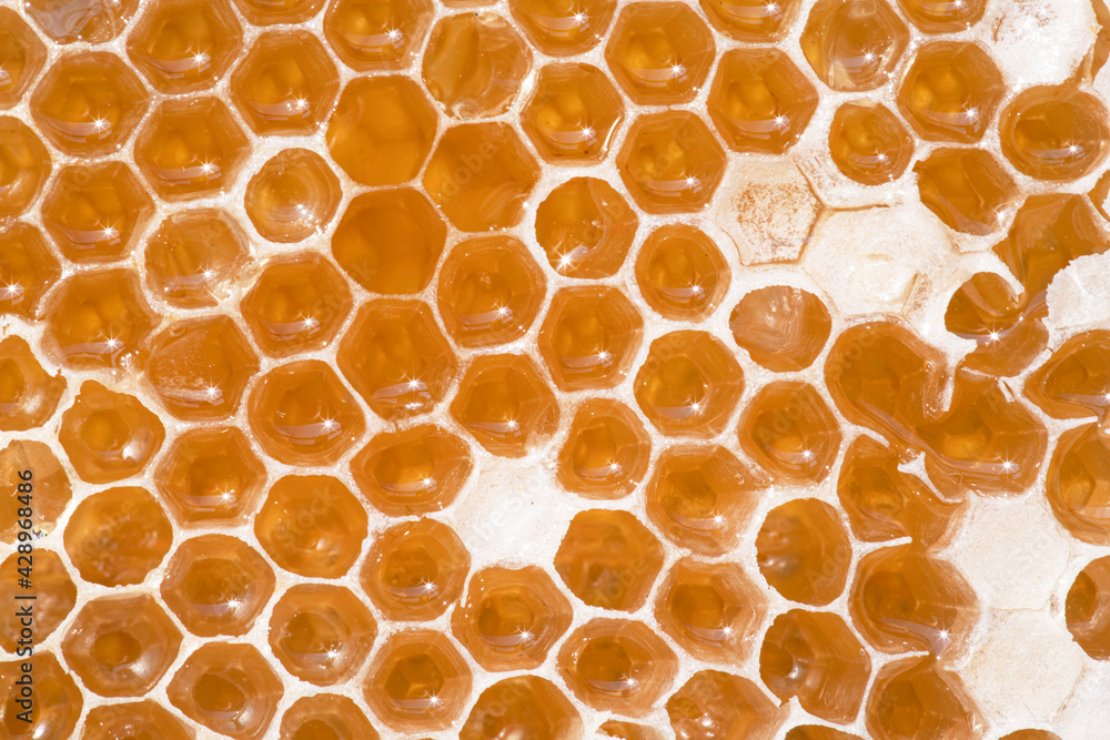 Close-up of bees' nests with honey Close-up of bees' nests with honey