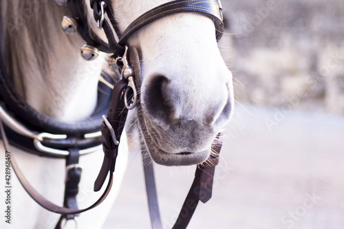 Fototapeta Naklejka Na Ścianę i Meble -  White horse used to pull a tourist cart