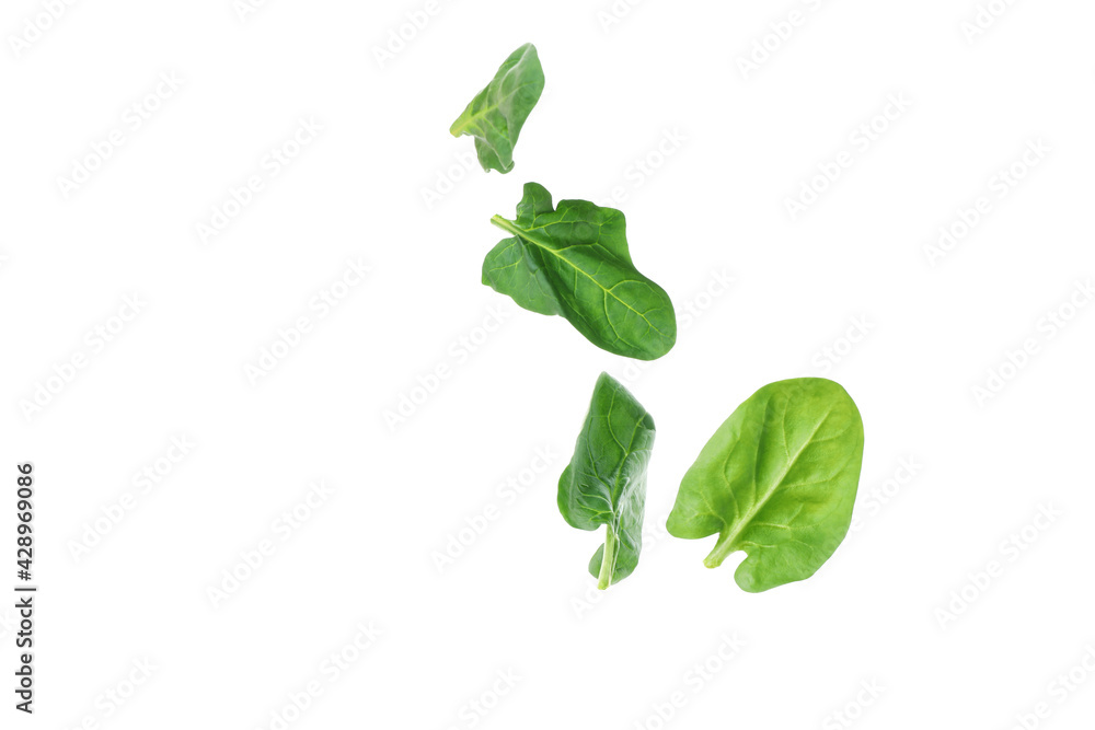 Fresh spinach leaves isolated on white background Fresh spinach leaves isolated on white background