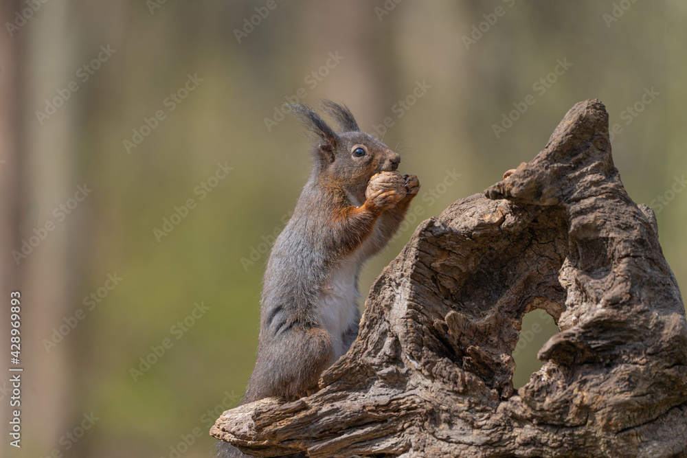 Fototapeta premium squirrel on a tree