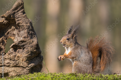 squirrel in the park © Robert