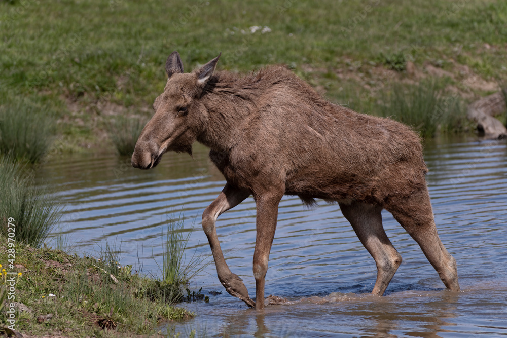 Fototapeta premium Elan d'Europe