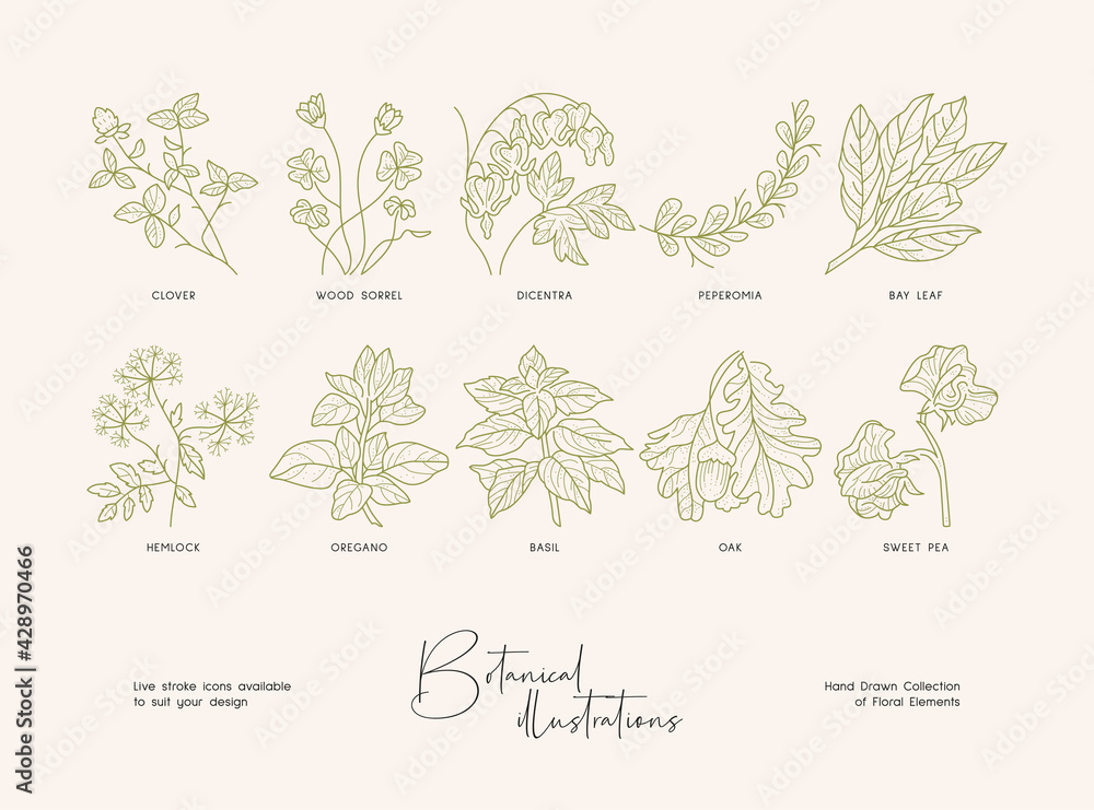 Set of hand drawn line art illustrations of flowers and leaves. Suit to brand identity, logo design
