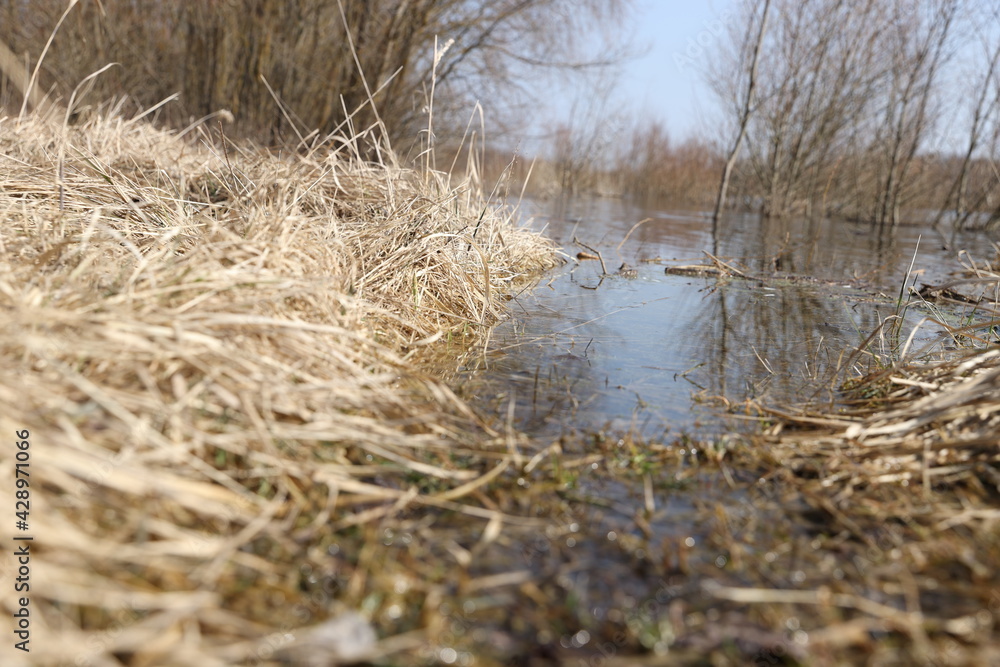 Fototapeta premium reeds in the water