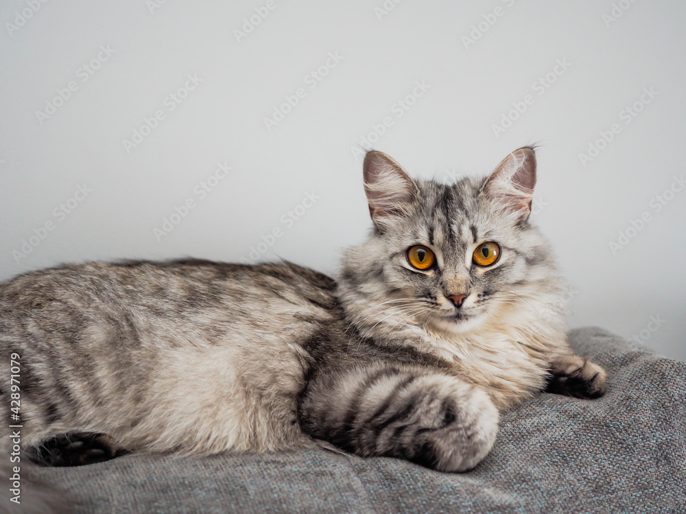 Obraz premium Portrait beautiful grey fluffy domestic cat with yellow eyes. Banner with place for text for veterinary clinics. The concept care of pets. Cat day. Ultimate gray color of the year 2021
