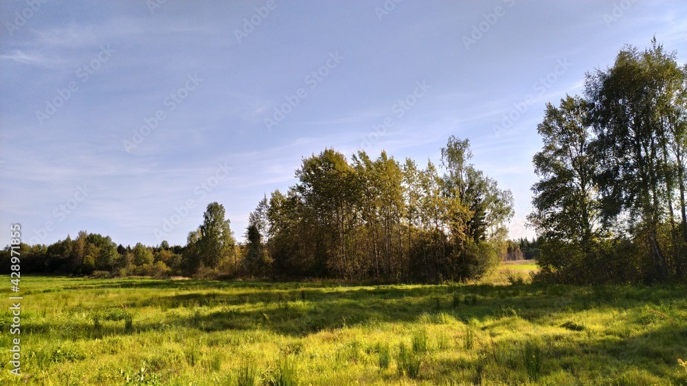 Fototapeta premium landscape with trees and sky