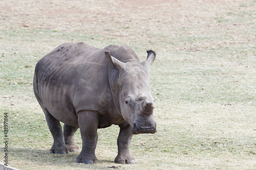 endangered dehorned rhino