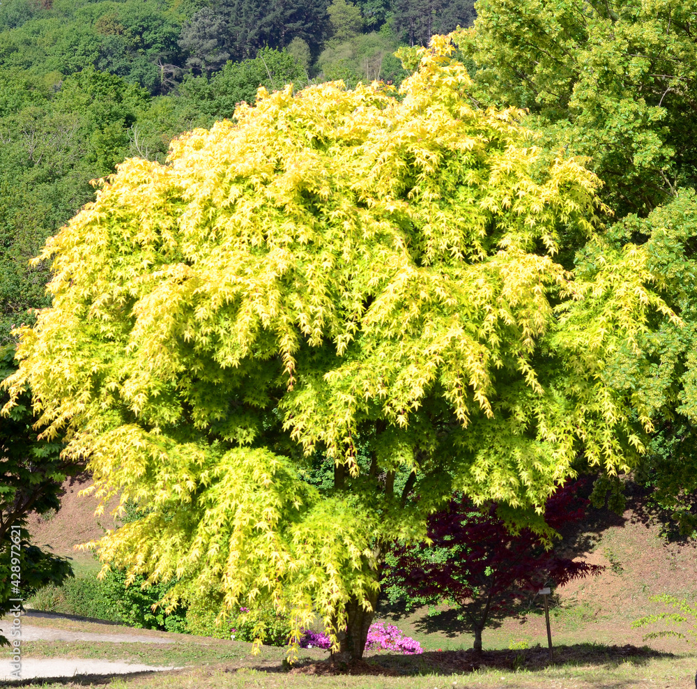 Naklejka premium Acer palmatum