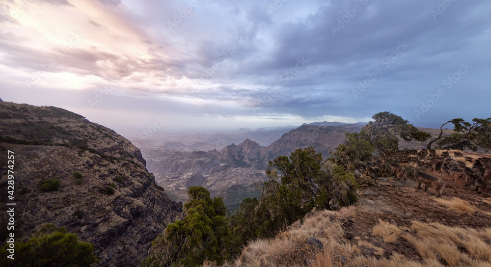 Panoramic mountainscape of UNESCO site, the Simien Mountains site in Ethiopia with group of Gelada Baboons, going to sleep. Home of endemic and rare animals. Ethiopia.