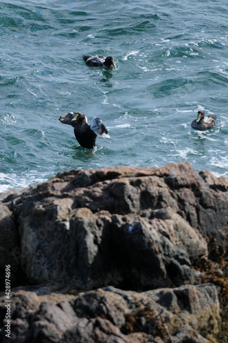 Common Eiders swimming in the ocean off the rocky coast of Maine.
