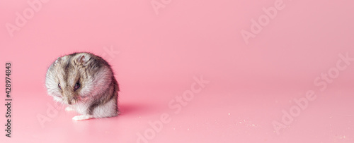 hamster dzhungarik evil treacherous on a pink background, copy space