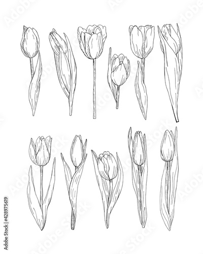 Vector illustration of graphic tulips. Flowers are drawn by hands on a white background in sketch style. Botanical isolated elements. Buds, inflorescences, leaves. Design for cosmetics, poster, books. © KrymovaArt