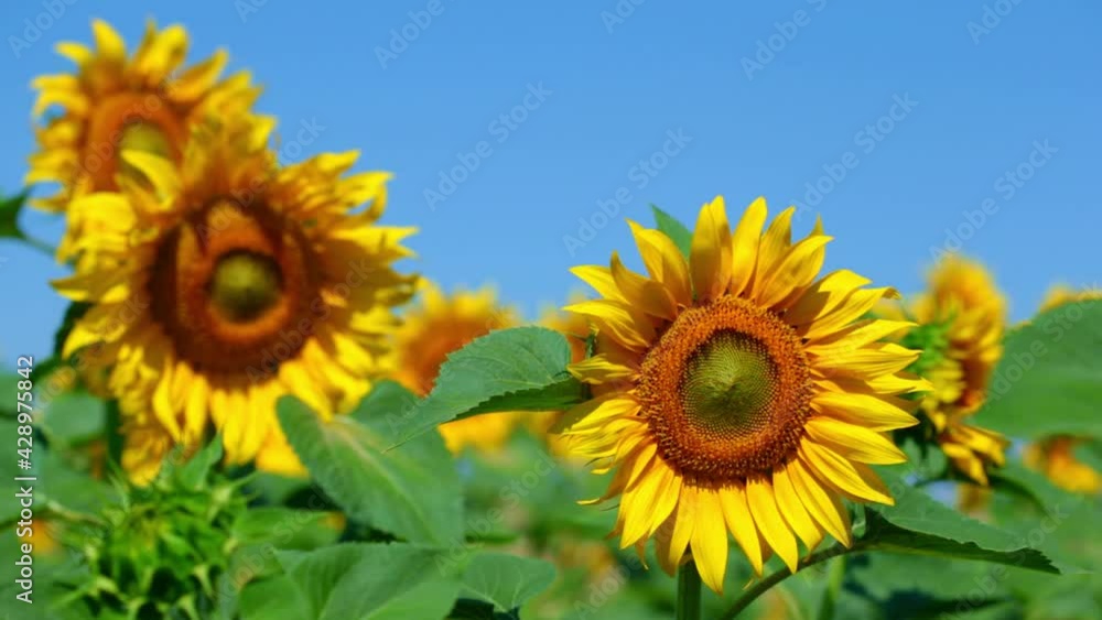Blooming sunflower in a field on a sunny day Blooming sunflower in a field on a sunny day