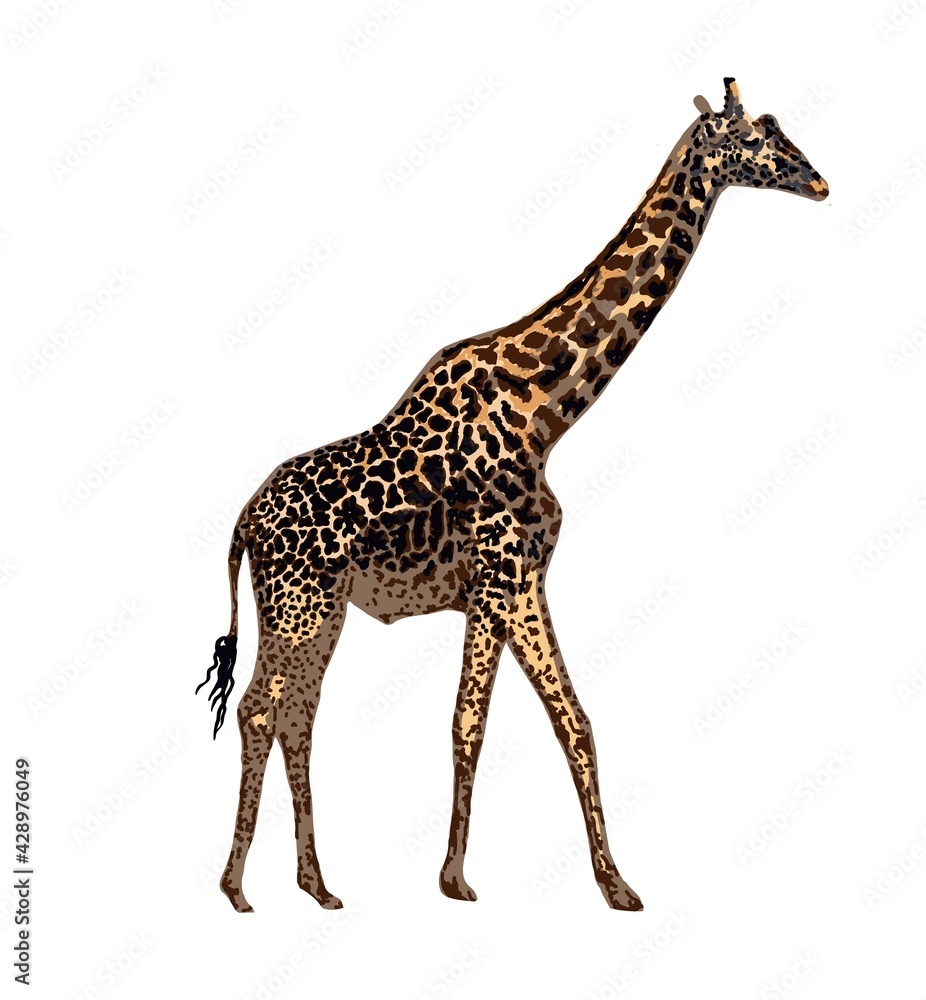 Realistic giraffe isolated on white background. Hand-drawn African animal. Savannah animals