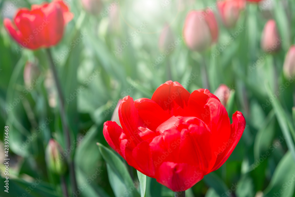 Fototapeta premium Red blossom tulip blowballs with sun reflection background