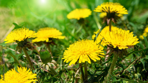  yellow blowball dandelion flowers  spring  summer on the green grass background