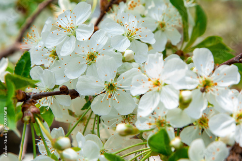 branch with blooming cherries. close-up. delicate spring background. selective focus