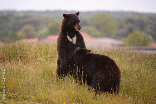 Bagarre chez les ours noirs photo