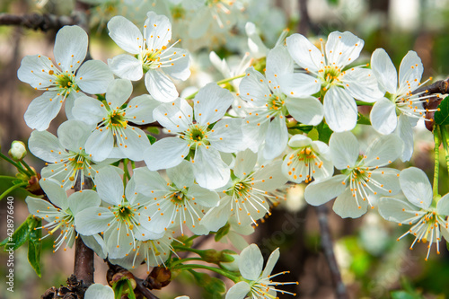 branch with blooming cherries. close-up. delicate spring background. selective focus