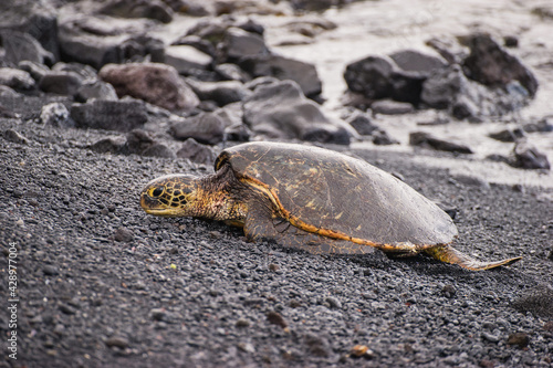 Meeresschildkröte am Punalu'u Beach Hawaii