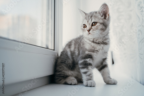 Little scottish tabby kitten sits on the window © Дмитрий Ткачев