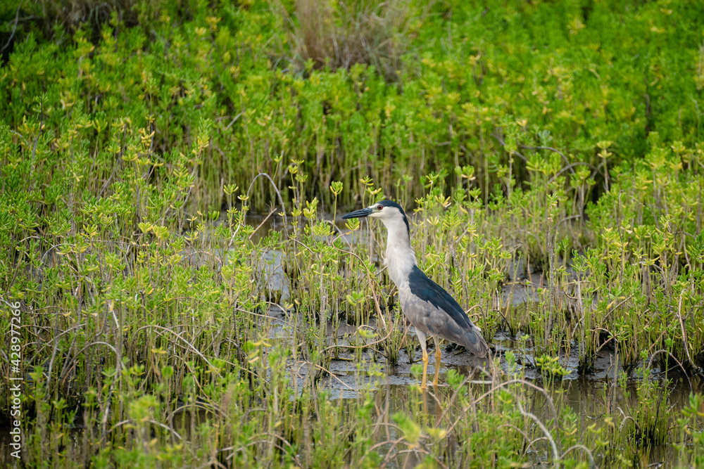 schwarz weißer Reiher steht in einem Naturreservat Maui Hawaii schwarz weißer Reiher steht in einem Naturreservat Maui Hawaii