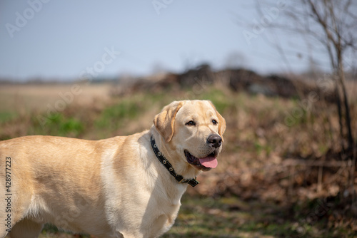 Active, smile and happy purebred labrador retriever dog outdoors in grass park on sunny summer day.