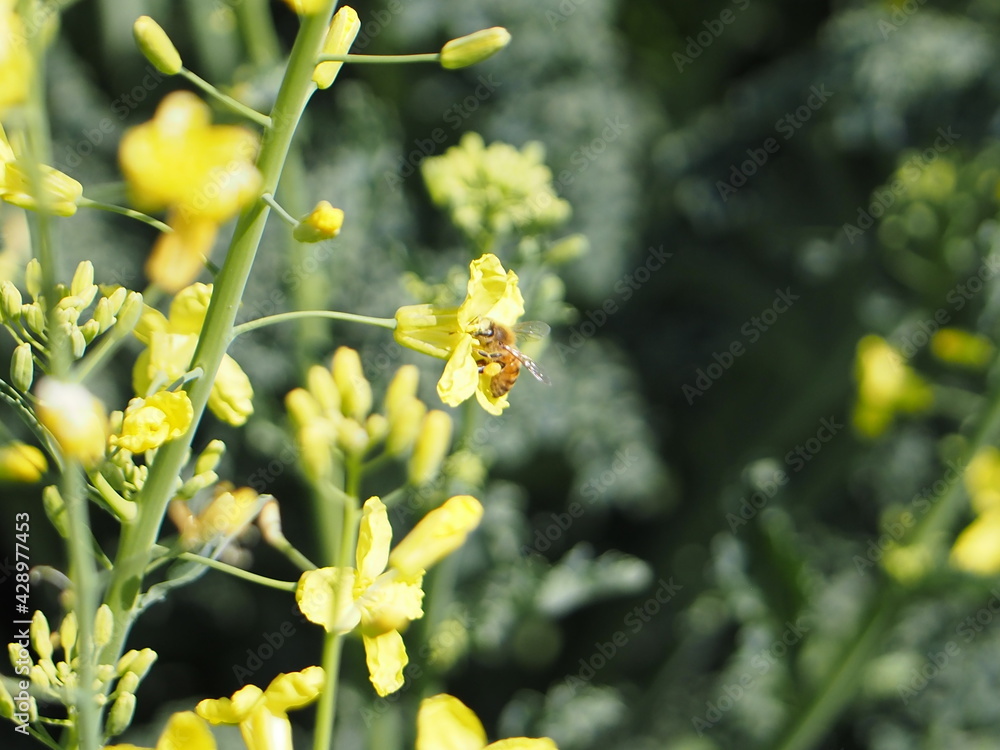 Obraz premium 菜の花