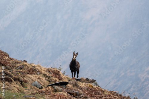 chamois buck on the horizon on the mountains on a spring day with snowfall