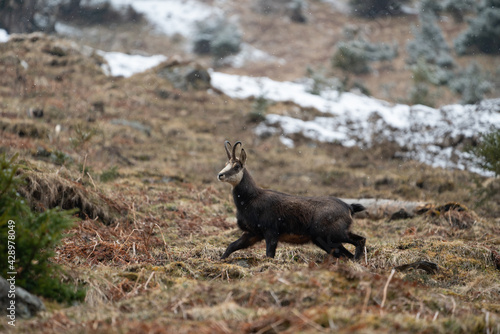 a old chamois buck on the mountains in spring on a cloudy day with snow fall