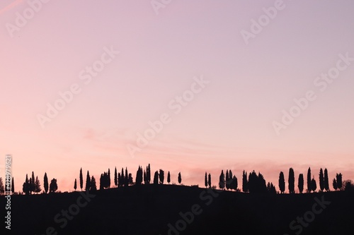 filare di cipressi al tramonto su una collina